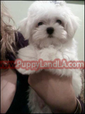 teacup maltese